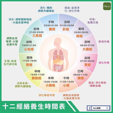 身體五行時間|十二經絡養生時間表 